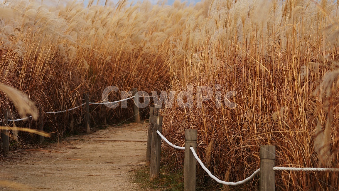 가을,가을풍경,하늘공원,억세풀,갈대,가을,계절,fall,autumn,season,자연,풍경,nature,landscape,plant,식물,grass,잔디,lawn