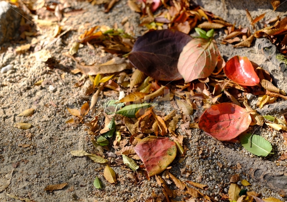 낙엽,가을,단풍,가을사진,가을분위기,추억,빨강,배경,여행,산,가을,계절,fall,autumn,season,식물,자연,plants,nature,ground,바닥,leaf,잎,plant,gravel,자갈,dirt road,흙길,road,도로
