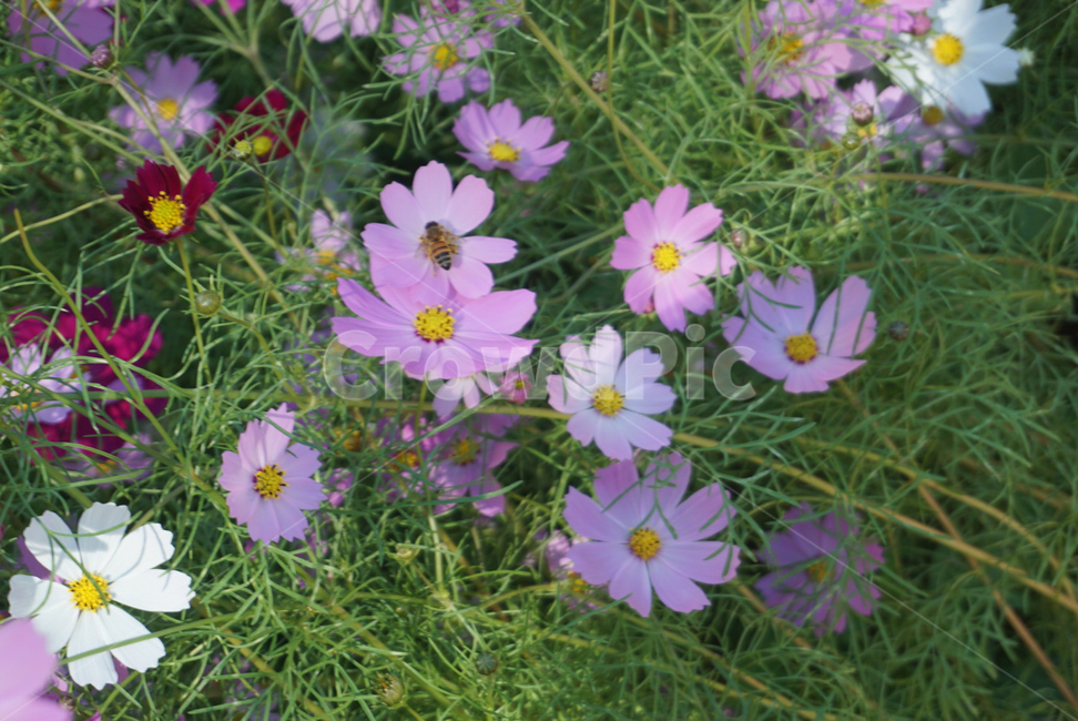 꽃,가을꽃,코스모스,분홍꽃,벌,식물,자연,plants,nature,꽃,flower