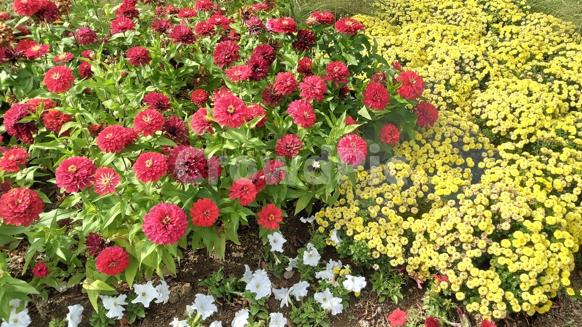 노원구,산책길,꽃,꽃밭,flowers,flowergarden,walkway,walkingpath,식물,자연,plants,nature,꽃,flower