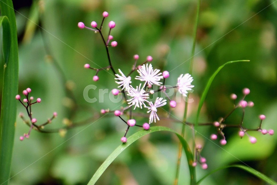 식물,꽃,꿩의다리,여름,독초,식물,자연,plants,nature,꽃,flower
