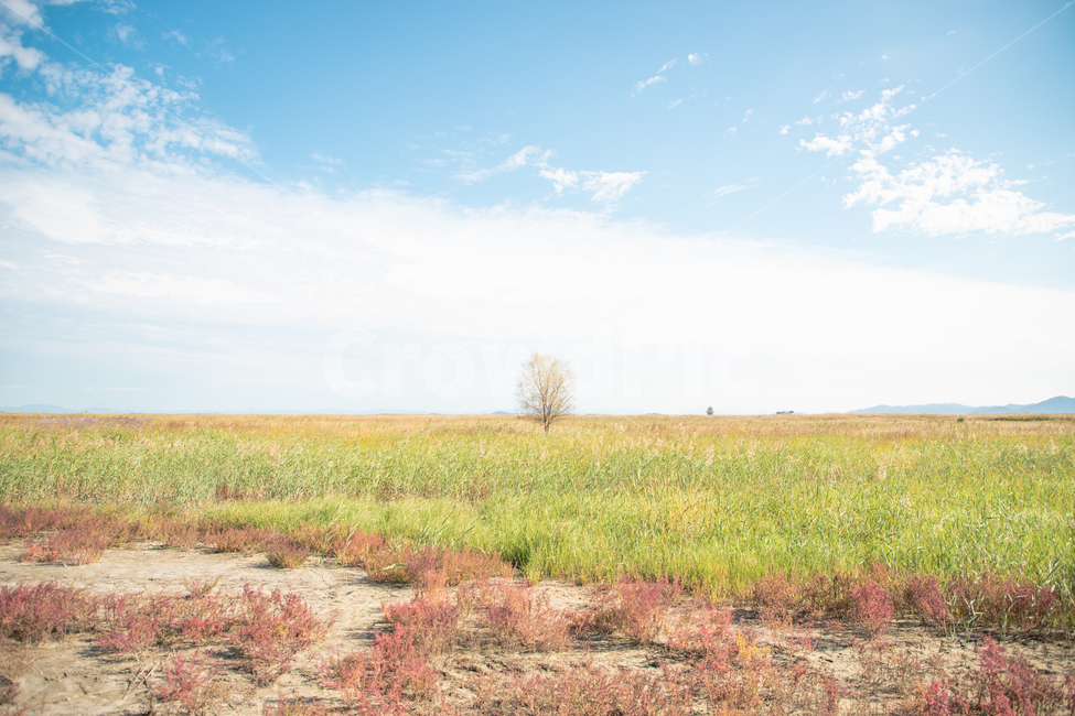 tree,나무,왕따나무,outdoors,옥외,field,들,grassland,목초지,nature,자연