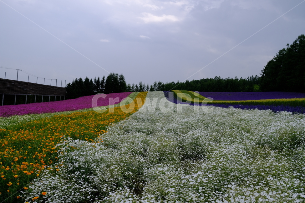 꽃,식물,라벤더,팜도미타,북해도,farmtomita,flower,홋카이도,보라색