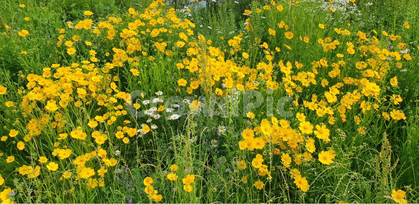 금계국,노랑,봄,풍경,맑음,봄,계절,spring,season,식물,자연,plants,nature,꽃,flower,outdoors,옥외,grassland,목초지,field,들,plant,farm,농장,rural,농촌,meadow
