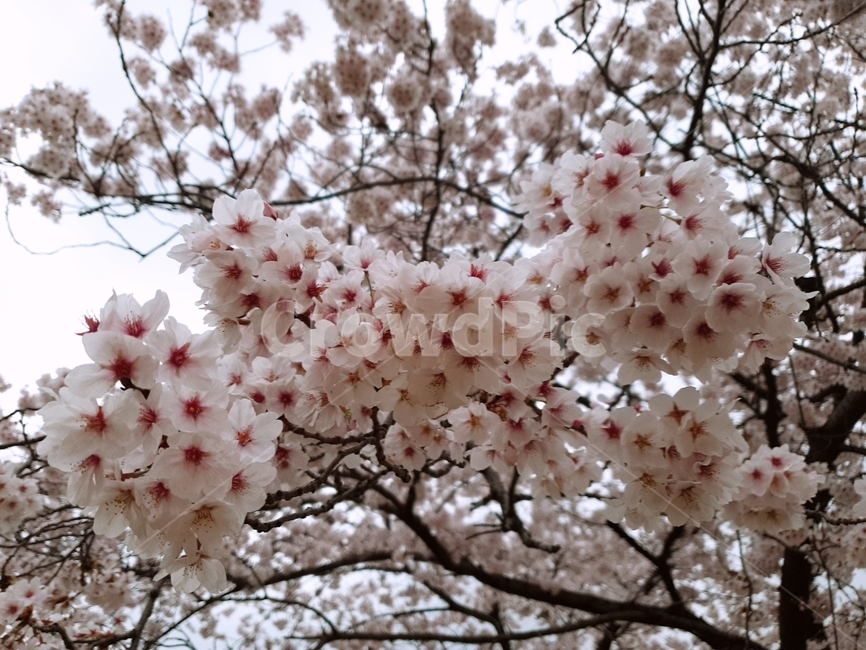 나무,벚꽃나무,만개,꽃,벚꽃,봄,계절,spring,season,식물,자연,plants,nature,꽃,flower,plant,blossom,cherry blossom