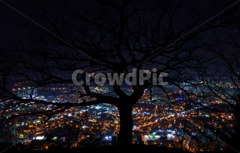 도시,밤,불빛,야경,나무,실루엣,나무실루엣,밤하늘,야경,밤,풍경,nightscape,night,landscape,도시,city,한국도시풍경,한국도시경관,korea cityscape,식물,자연,plants,nature,나무,trees,wood,실루엣,그림자,silhouette,shadow,경치,outdoors,옥외,scenery,building,건물,metropolis,중심지,시티,town,urban,어반