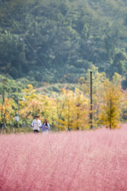 핑크뮬리,뮬리,식물,억새,자연,갈대,소풍,나들이,가을,계절,fall,autumn,season,사람,인물,인간,human,person,연인,커플,사랑,lover,couple