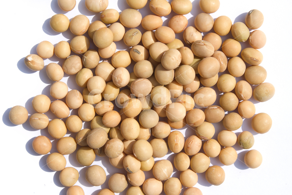 식재료,vegetable,갈색,브라운,곡류,곡식,음식,흰배경,모아놓은,모으기,농작물,음식재료,콩류,모아둔,자연,메주콩,soybean,soy,bean,식물,열매,많은,다수,콩,탑,탑뷰,탑앵글