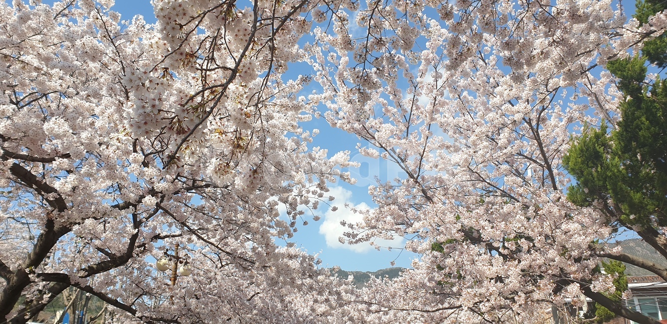 벚꽃길,예쁜벚꽃,벚꽃축제,벚꽃,활짝핀벚꽃,하얀벚꽃