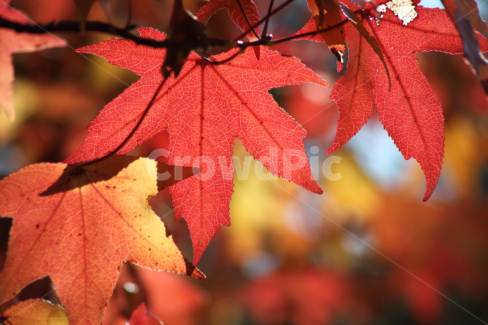 단풍,미국풍나무,가을,liquidambarstyraciflua,sweetgum,가을,계절,fall,autumn,season,식물,자연,plants,nature,plant,leaf,잎,tree,나무,maple