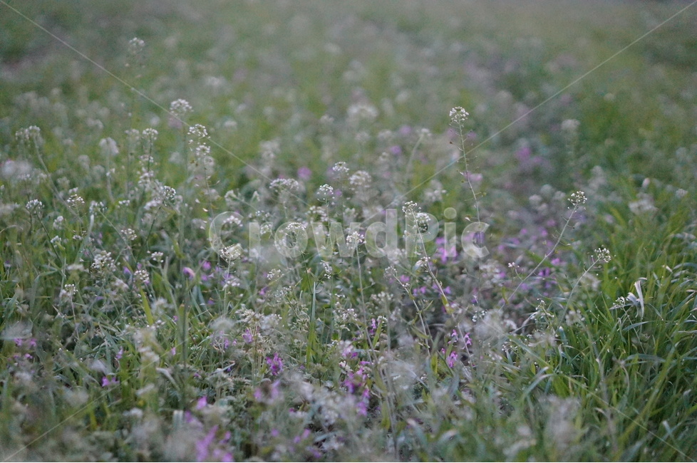 냉이꽃,흰색,풀밭,봄,저녁,식물,자연,plants,nature,꽃,flower