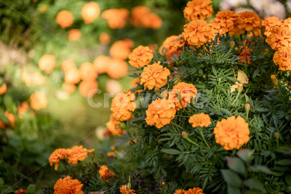 가을,햇빛,꽃,들꽃,감성,공원,봄,식물,주황색,식물,자연,plants,nature,꽃,flower