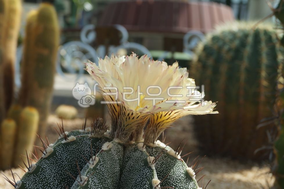 cactus,선인장,선인장꽃,꽃,선인장가시,열대식물,식물원,온실,식물
