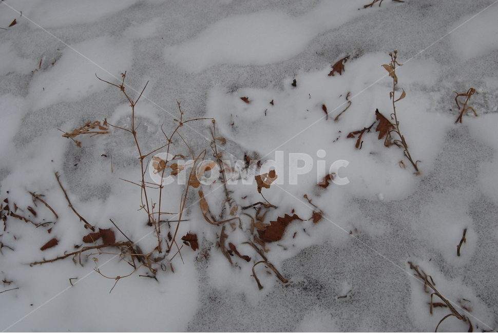 축령산,겨울,자연휴양림,눈,탐방로,겨울,계절,winter,season,식물,자연,plants,nature