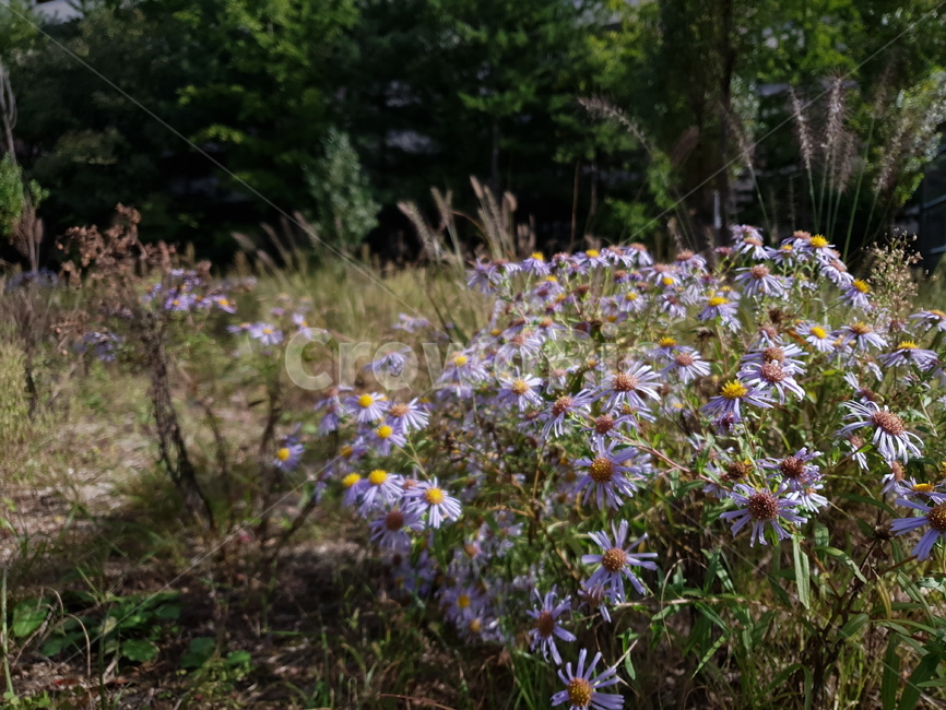 들꽃,가을,꽃,거리,여유,식물,자연,plants,nature,꽃,flower
