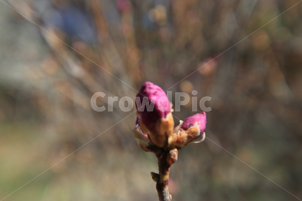 봄,꽃,진달래,spring,flower,봄,계절,spring,season,식물,자연,plants,nature,꽃,flower,sprout,새싹,bud,싹,blossom,plant