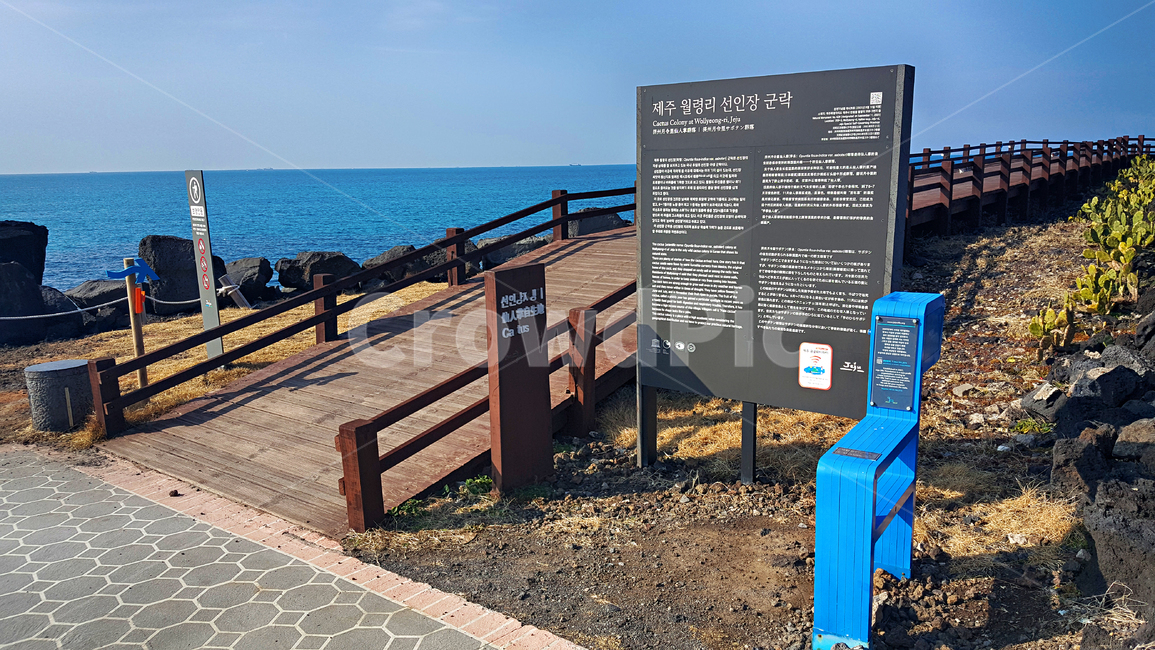 제주,선인장군락지,선인장,둘레길,바닷가,풍경,옥외,outdoors,자연