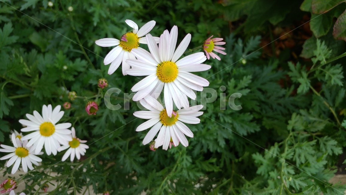 가을,꽃,자연,정원,초록,가을,계절,fall,autumn,season,식물,자연,plants,nature,꽃,flower,plant,blossom,daisy,데이지,daisies