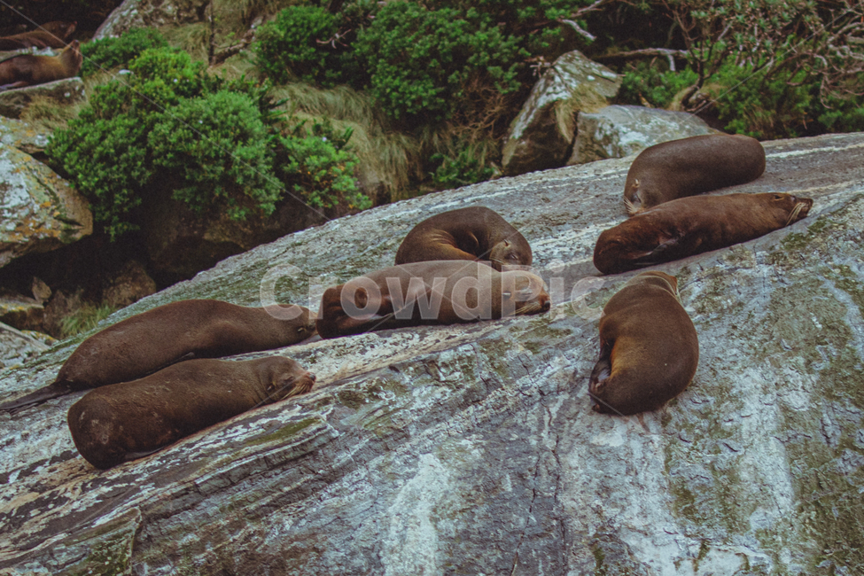 밀포드사운드,물개,바다사자,동물,뉴질랜드,동물,animal,포유류,mammal