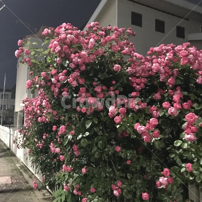 장미,분홍장미,봄,장미다발,꽃,식물,자연,plants,nature,꽃,flower