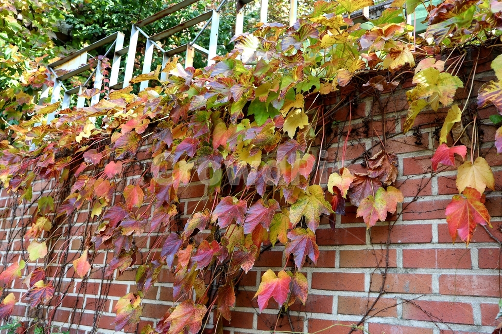담쟁이,아이비,가을,단풍,덩굴,가을,계절,fall,autumn,season,leaf,잎,plant,식물,brick,벽돌