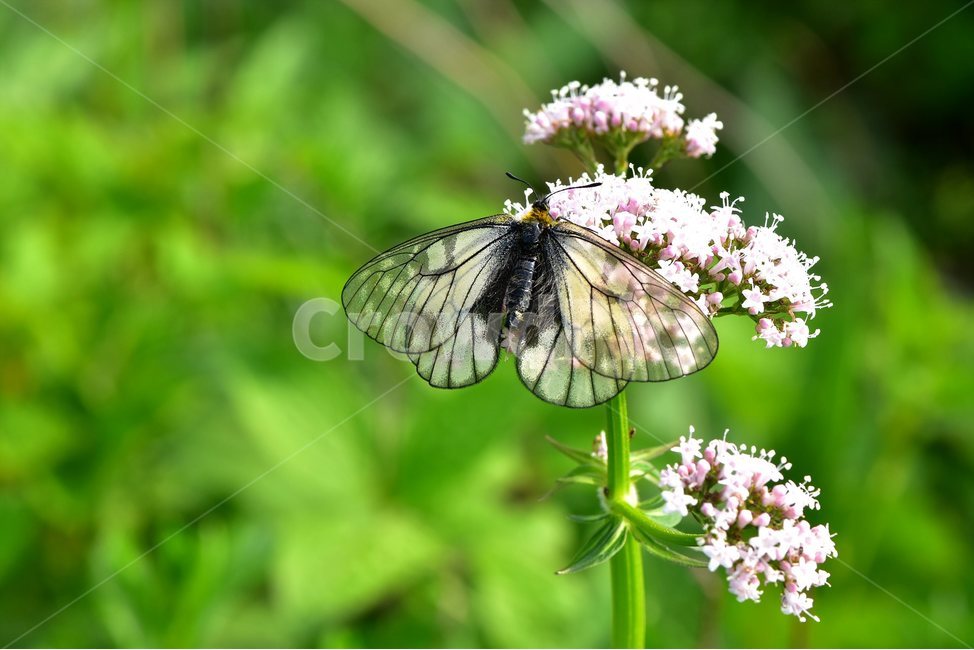 쥐오줌풀,모시나비,야생화,꽃,식물,자연,생태,플라워,flower,plants,nature,나비,곤충,insect,식물,자연,plants,nature,꽃,flower,동물,animal,곤충,벌레,insect,bug