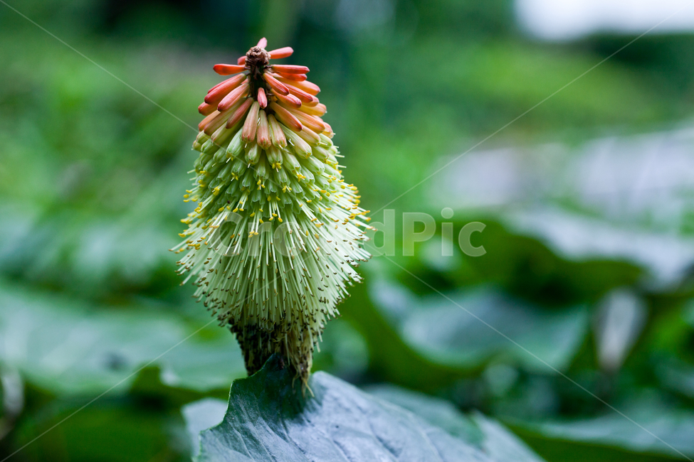 식물,녹색배경,자연,plantae,kniphofiacaulescens,니포니아,녹색풍경,식물,자연,plants,nature