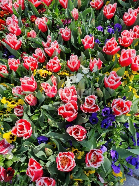 꽃,예쁜꽃,보라색꽃,노란꽃,빨간꽃