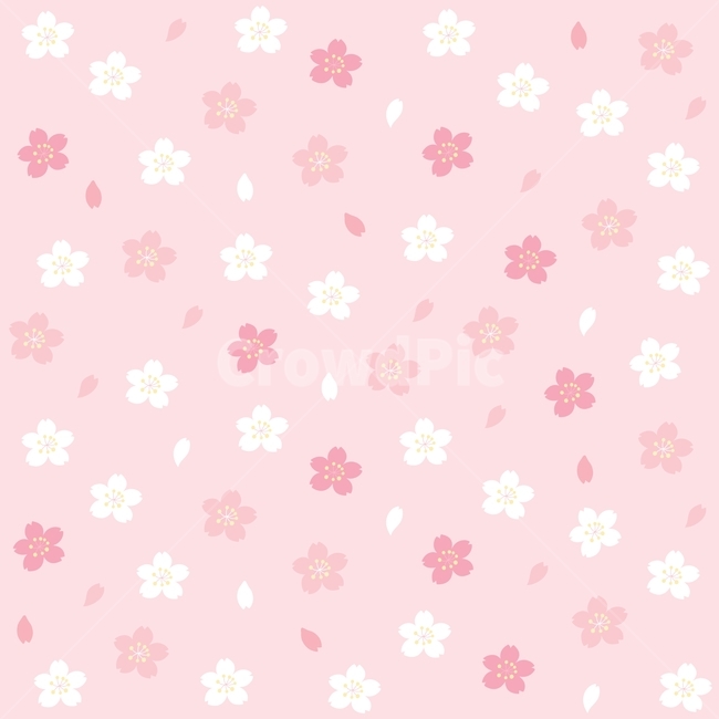 벚꽃,꽃,봄,꽃잎,패턴,분홍,디자인,귀여운,흰색,cherryblossom,flower,식물,spring,계절,포장지,pattern,배경,백그라운드,vector,design,pink,white,illustration,background
