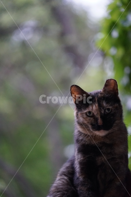 animal,동물,mammal,포유류,cat,고양이,길냥이,동물,animal,포유류,mammal