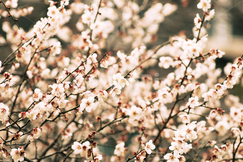 자연,매화,꽃,봄,매화꽃,spring,flower,nature,식물,plant,봄,계절,spring,season,식물,자연,plants,nature,꽃,flower,blossom