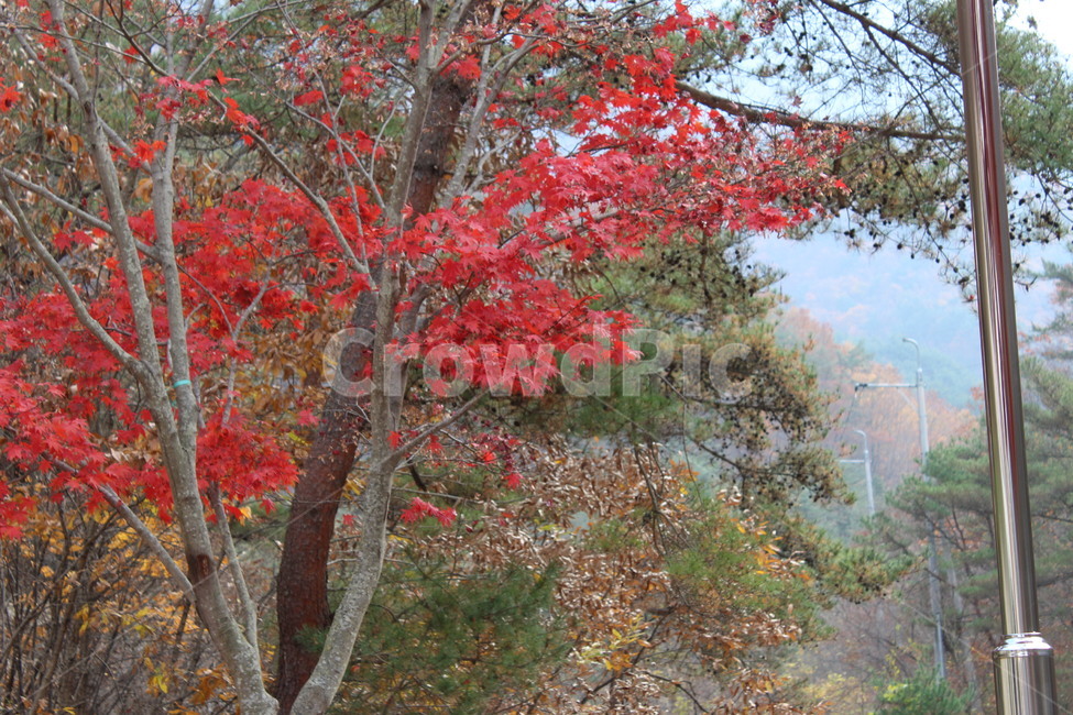 단풍,가을,풍경,나무,빨강