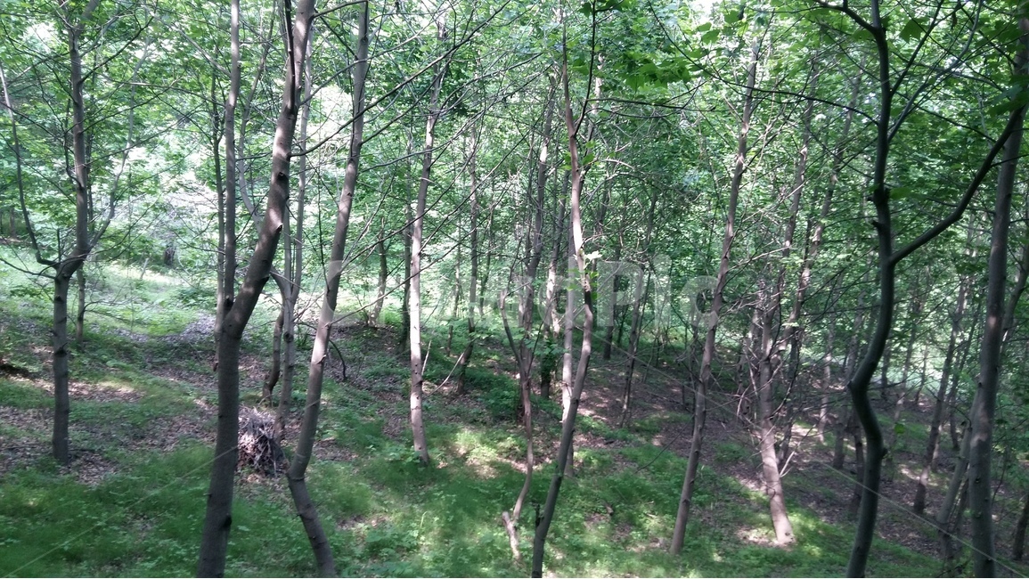 숲,나무,자연,풍경,산책,자연,풍경,nature,landscape,식물,plants,나무,trees,wood,tree,plant,woodland,삼림지,forest,vegetation,초목,outdoors,옥외,land,땅,tree trunk,나무 줄기