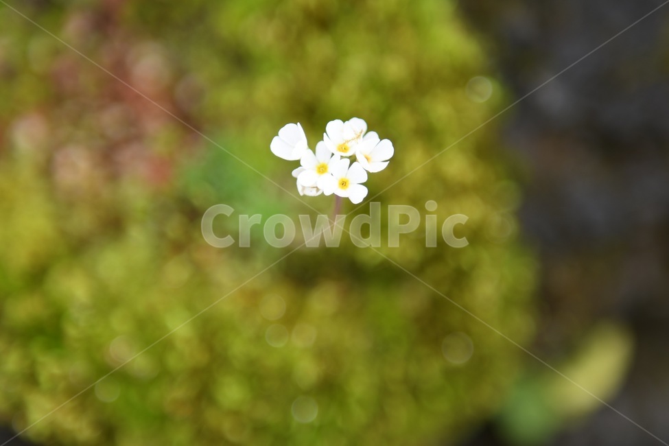 식물,꽃,감성사진,자연,flower,꽃사진,봄,봄꽃,계절,감성,4월,spring,힐링,자연풍경,풍경,봄,계절,spring,season,식물,자연,plants,nature,꽃,flower,blossom,geranium,제라늄,plant