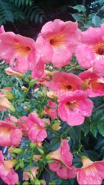꽃,꽃향기,꽃들,자연,식물,봄,flowers