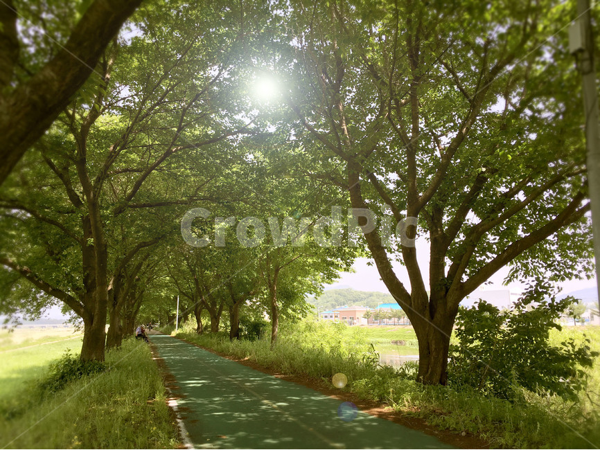 산책로,산책,햇빛,나무그늘,여름,걷기,길,자연,야외,공원,시골,여름,계절,summer,season,자연,풍경,nature,landscape,식물,plants,나무,trees,wood,휴식,힐링,rest,relaxation,healing,tree trunk,나무 줄기,tree,plant