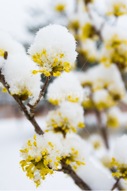 봄,꽃,눈,산수유,노랑,자연힐링,봄,계절,spring,season,겨울,winter,식물,자연,plants,nature,꽃,flower,plant