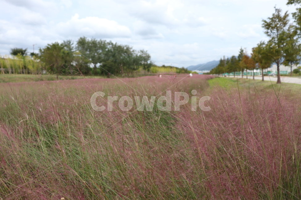 plant,식물,grass,잔디,field,들,grassland,목초지,outdoors,옥외,핑크뮬리