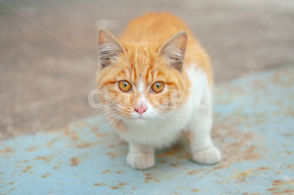 포유류,mammal,pet,애완동물,동물,animal,cat,고양이,귀여운,수염,털,야생,배경,cute,beard,fur,wild,background,동물,animal,포유류,mammal,고양이,cat,kitten,kitty