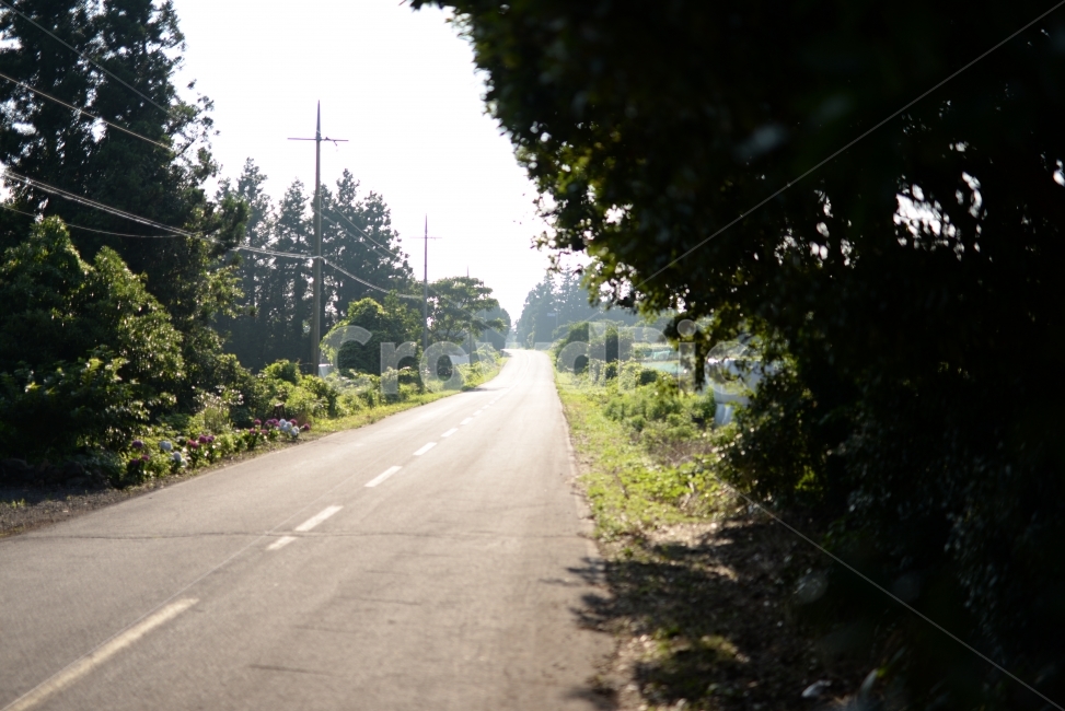 숲길,나무,제주,제주도,국내여행,섬,여름,휴가,관광,여행,자연,휴식,여유,산,초록,색감,색체,풀숲,삼림,들판,푸름,생명,landscape,travel,tour,domestic,island,vacation,jeju,korea,summer,field,nature,대한민국,자연,풍경,nature,landscape,교통,교통수단,traffic,transportation,road,도로,highway,고속도로,freeway,고속 도로,asphalt,아스팔트