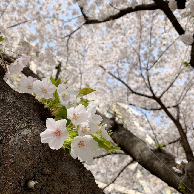 벚꽃,봄,꽃,plant,식물,flower,blossom,cherryblossom,spring