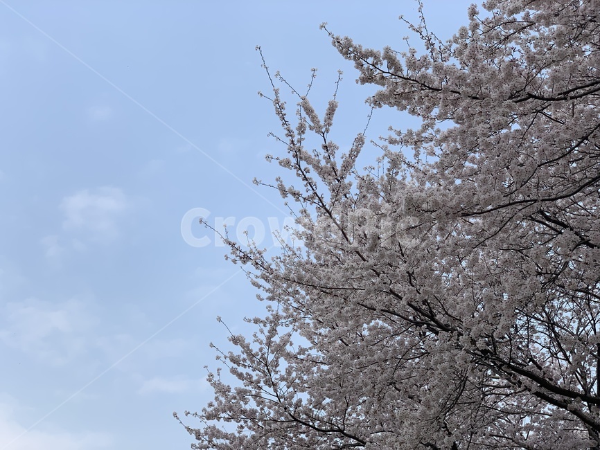 봄,봄꽃,꽃,벚꽃,풍경,자연,감성,감성사진,봄,계절,spring,season,plant,식물