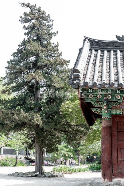 기와,사찰,향나무,전톨,단청,문양,한국전통,한국문화,korean traditional,korean culture,식물,자연,plants,nature,나무,trees,wood,건축물,건물외관,exterior,building,structure,architecture,construction