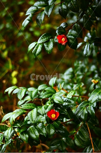 동백꽃,나뭇잎,자연,식물,아웃포커싱,식물,자연,plants,nature,꽃,flower