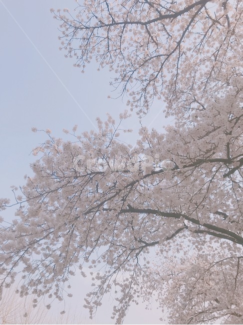 봄,꽃,풍경,자연,벚꽃,벚꽃나무,하늘,따뜻함,봄,계절,spring,season,자연,풍경,nature,landscape,식물,plants,꽃,flower,plant