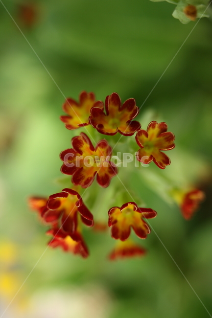 꽃,접사,아름다움,이쁨,봄,확대,봄,계절,spring,season,식물,자연,plants,nature,꽃,flower,plant,blossom,geranium,제라늄