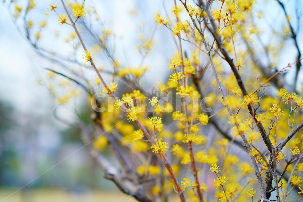 plant,flower,식물,꽃,산수유,corni