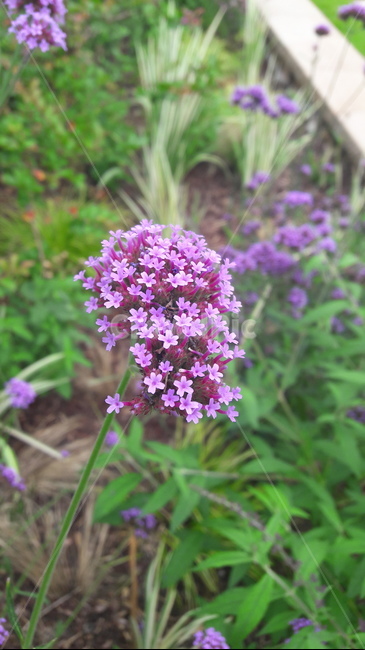 plant,식물,flower,꽃,blossom,보라색꽃