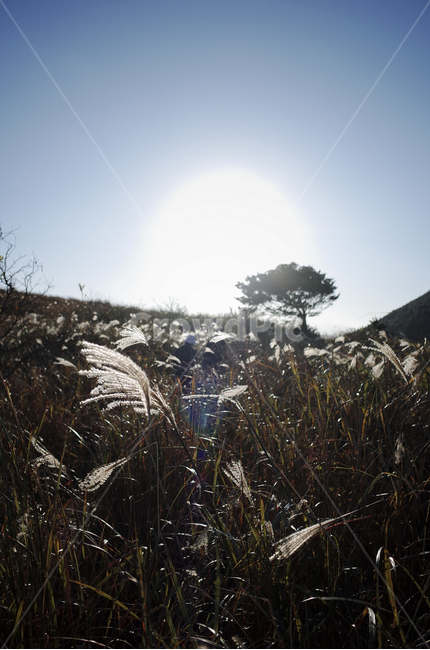 plant,식물,grass,잔디,flamegrass,silvergrass,억새,들판,nature,자연,옥외,outdoors,hill,언덕,reed,갈대