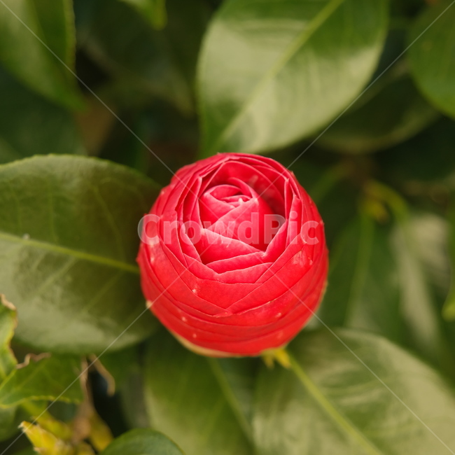 동백꽃,꽃,flower,plant,식물,감성,자연,하늘,빨간꽃,동백,camelliaflower